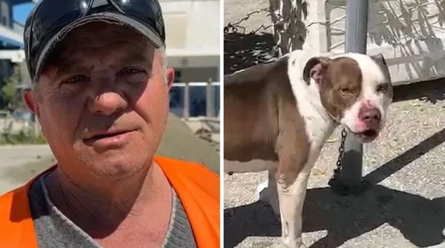 Pitbulli kafshoi 4-vje&ccedil;aren n&euml; Vlor&euml;, flet pun&euml;tori hero