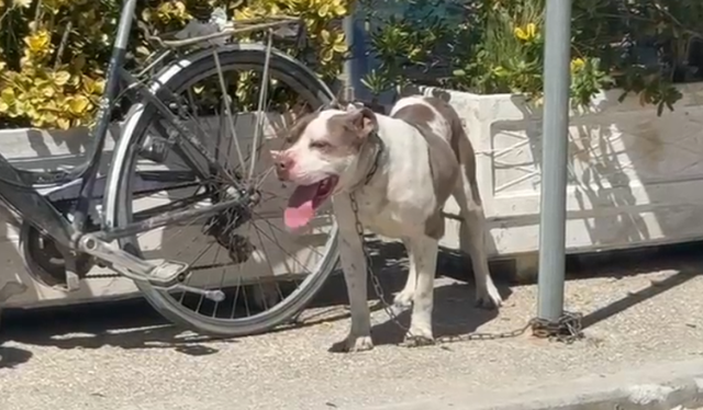 Identifikohet pronari i pitbullit që kafshoi 4-vjeçaren në