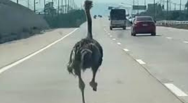 VIDEO/ Struci n&euml; Tajland&euml; vrapon 15 km n&euml; autostrad&euml; duke