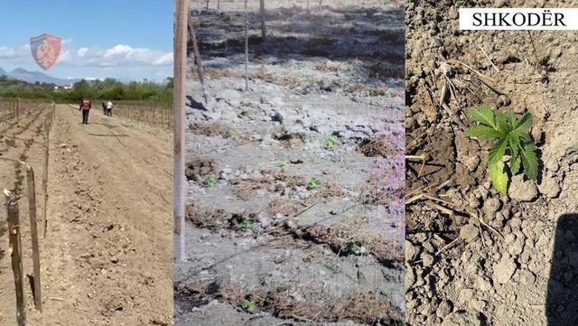 Shkodër/ Kishin kultivuar kanabis në fshatin Mali i Gjymtit,