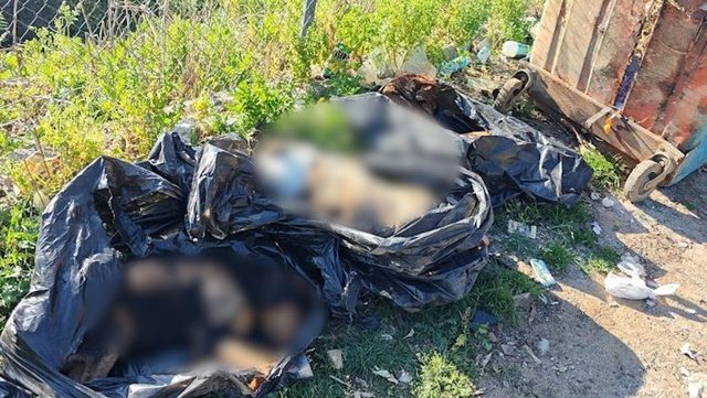 &lsquo;Varr masiv qensh n&euml; zem&euml;r t&euml; Tiran&euml;s&rsquo;, nisin