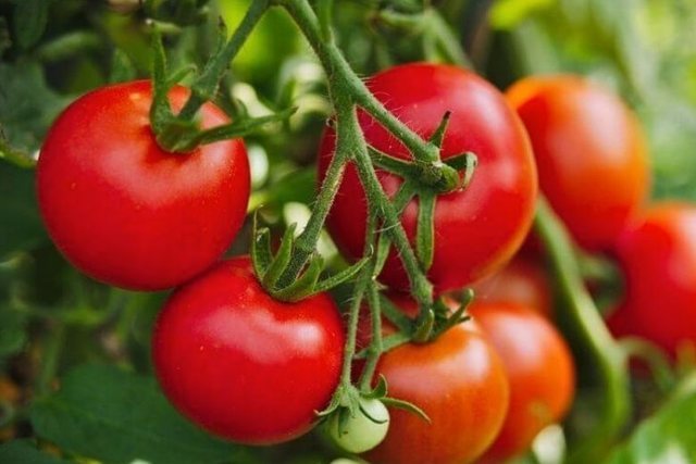 &ldquo;Ari i kuq&rdquo;, domatja importohet 60 lek&euml;, shitet deri n&euml;