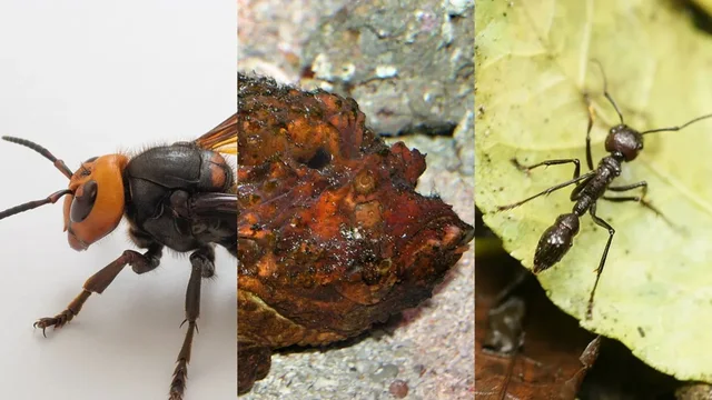 “Pickimet më të dhimbshme në natyrë - nga