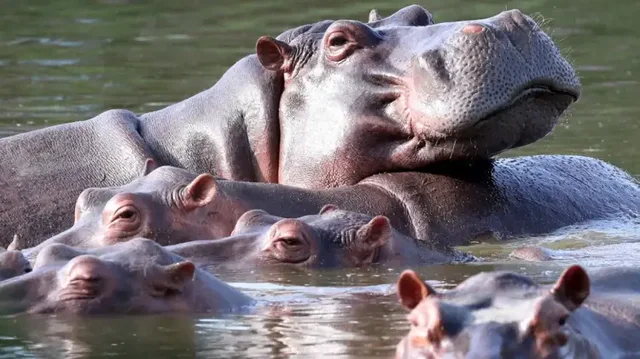 Skandal në Kolumbi/ Eutanizohen dhjetëra “hipopotamë