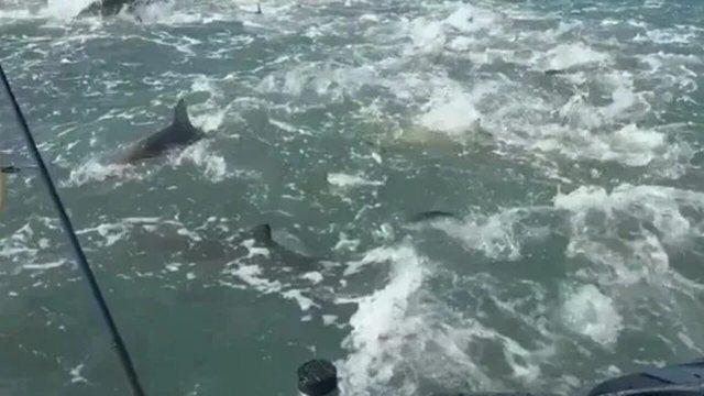 VIDEO/Momenti i friksh&euml;m teksa qindra peshkaqen&euml; rrethojn&euml;