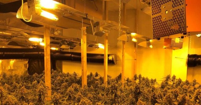 U kap&euml;n n&euml; fabrik&euml; kanabisi n&euml; Angli, d&euml;nohen me burg