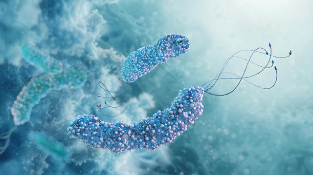 Infeksioni nga Helicobacter pylori &ccedil;far&euml; &euml;sht&euml;, si njihet