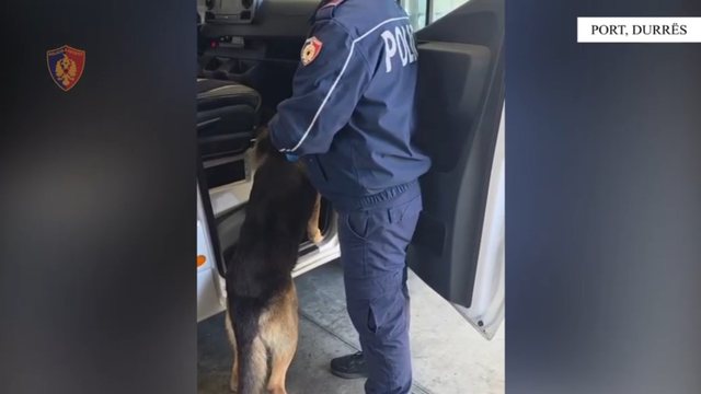 Tentoi t&euml; trafikonte mbi 3 mij&euml; fara kanabisi n&euml; Shqip&euml;ri,