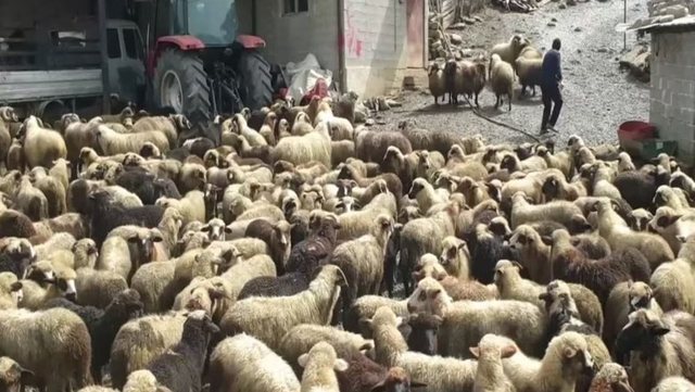 VKM/ Murtaja e ruminant&euml;ve q&euml; d&euml;mtoi bag&euml;tit&euml;