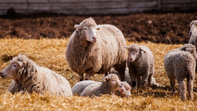 Rikthehet murtaja e bag&euml;tive n&euml; Shkod&euml;r! 20 krer&euml; ngordhin