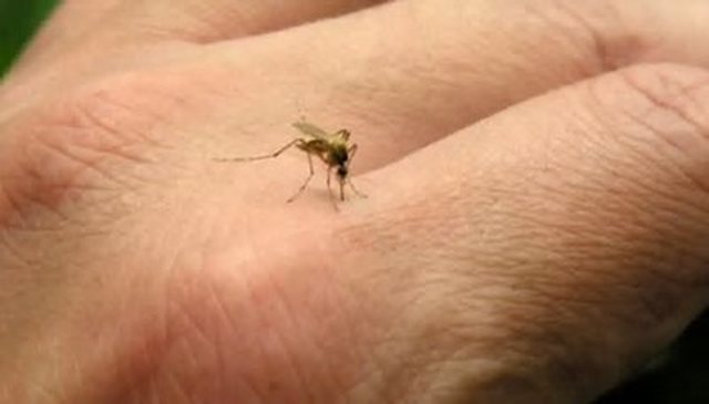 Vjen n&euml; Shqip&euml;ri rasti i par&euml; me Ethet e Nilit/ A transmetohet